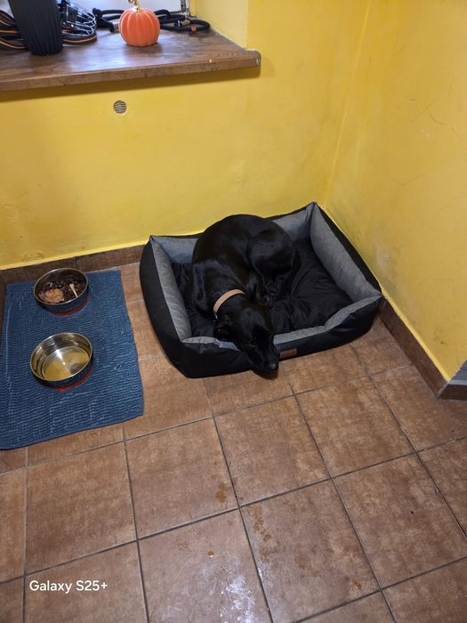 Przepiękny pies szuka domu