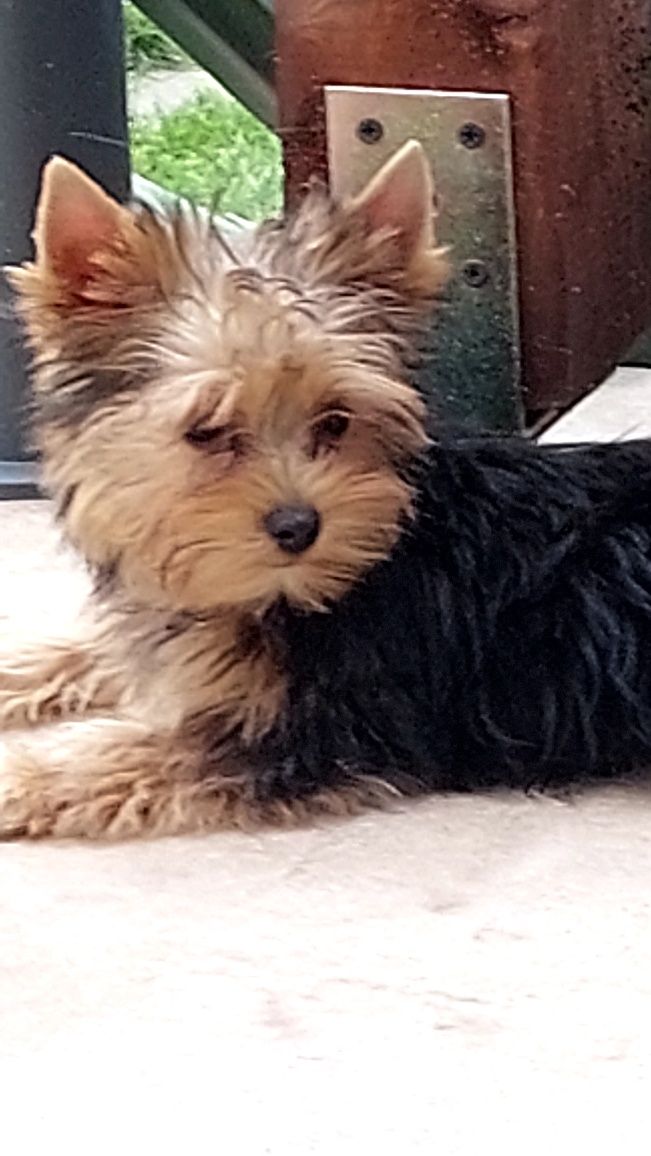 Piesek Yorkshire terrier stalowo zloty