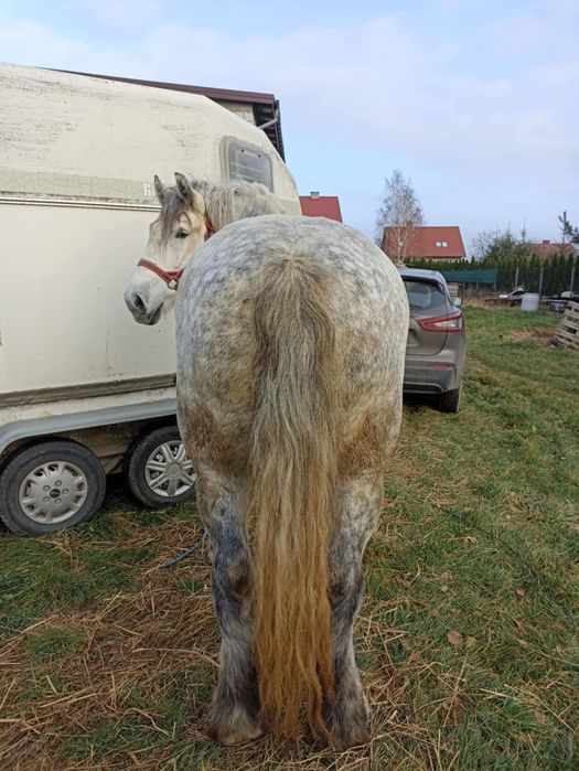 Kobyła szpaczka siwa