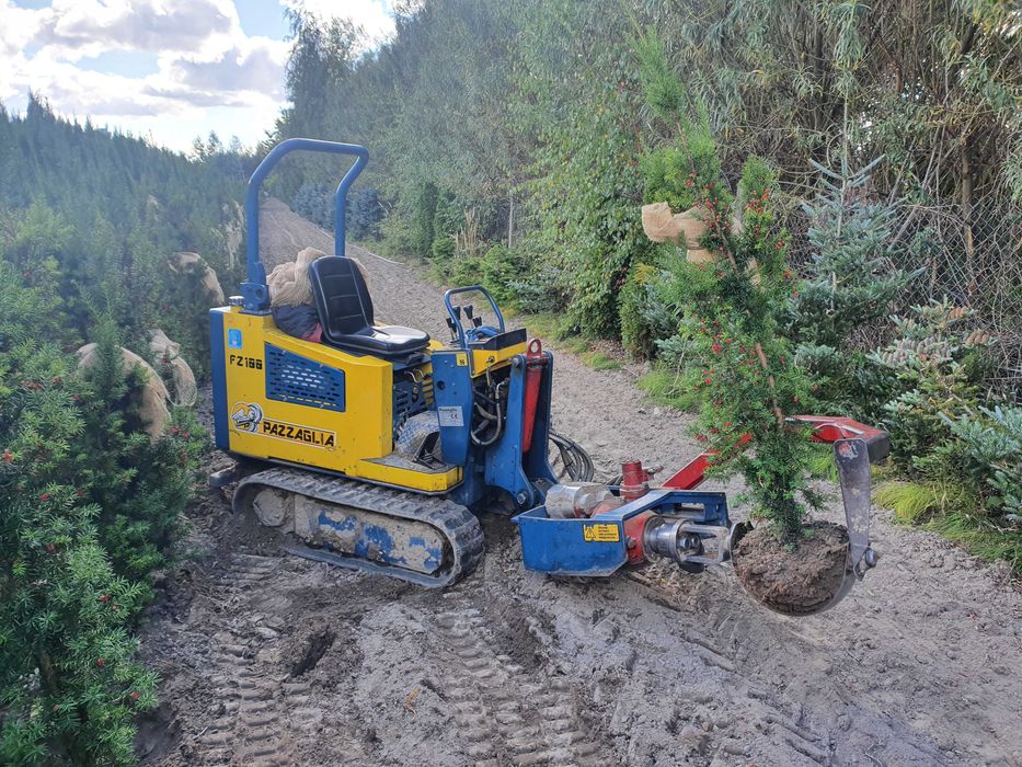 Cis HICKSII Densiformis TAXUS 200 cm kopany maszyną SZKÓŁKOWANY