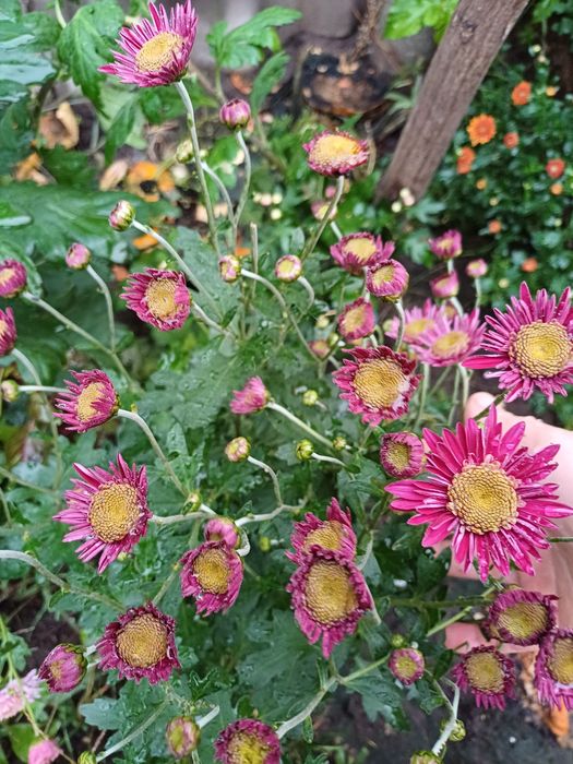 Гвлячкова хризантема