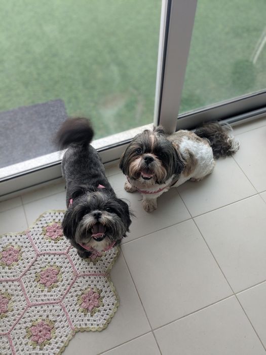 Pet sitting e pet walking