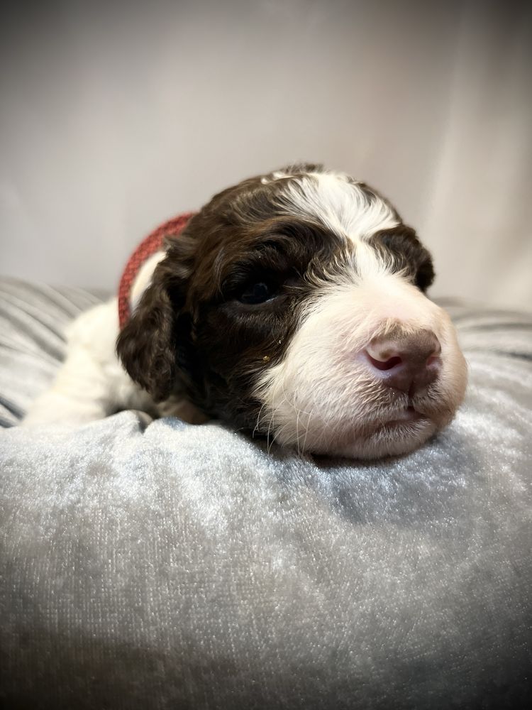 Samiec Lagotto Romagnolo FCI