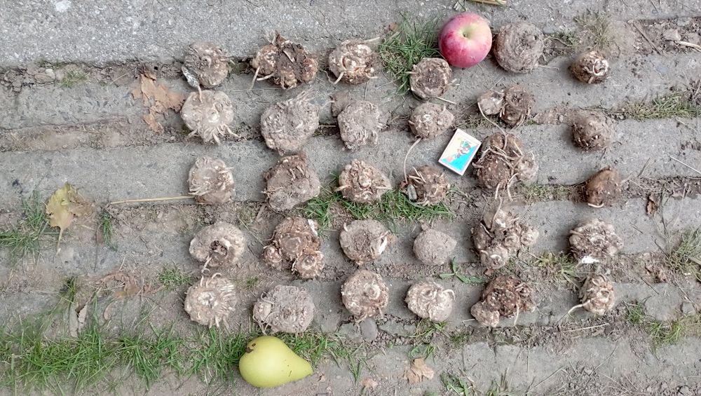 Кали затаденські, темно фіолетовий колір і сіренєвий