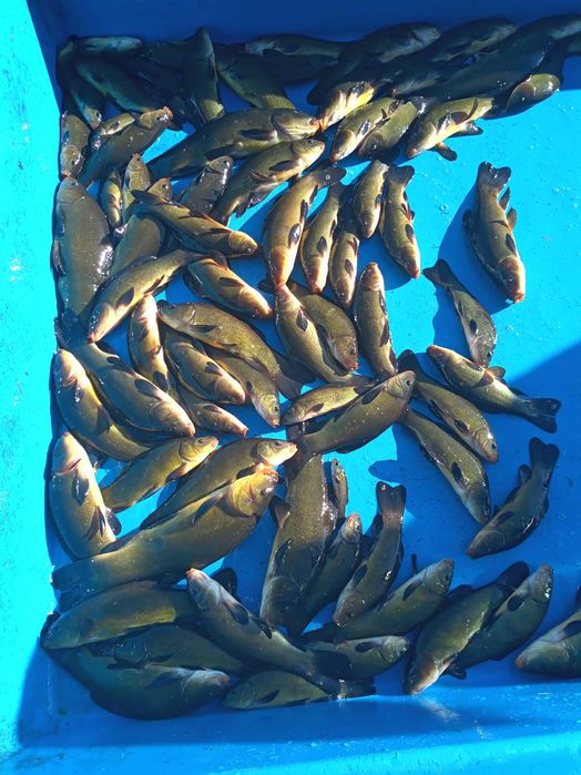 Lin handlowy/ Kroczek 500kg