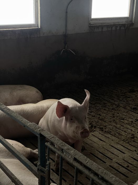 продам свиней живою вагою від 130 до 170кг