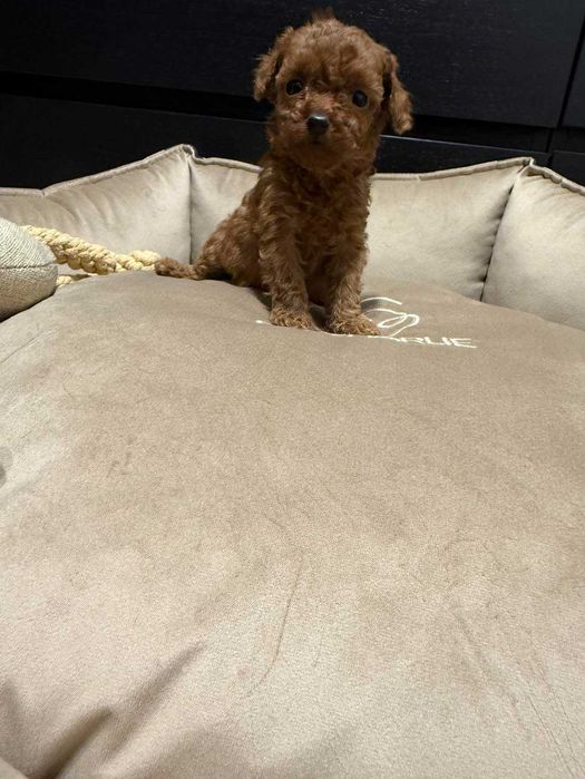 Pudel Toy xxs bardzo malutki Chłopczyk