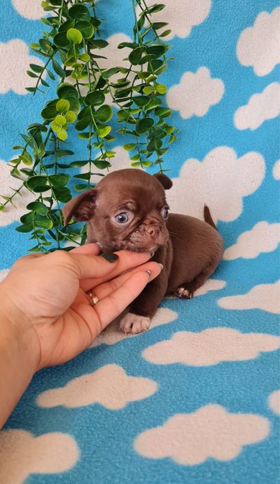 Estupendo Chocolatinho Chihuahua/Chiuaua de Qualidade