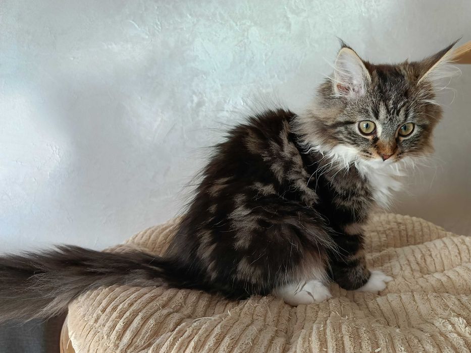 Urocza koteczka Syberyjska