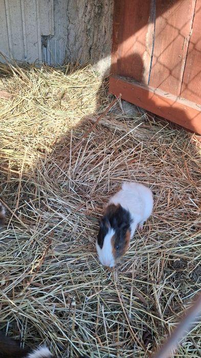 Świnka morska Kawia domowa