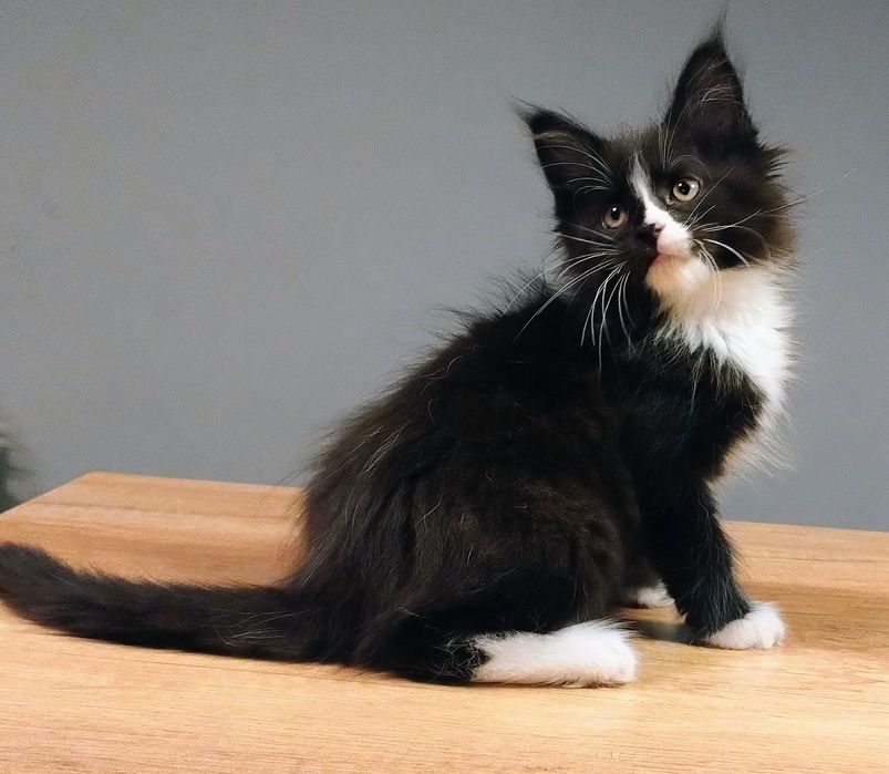 Domino uroczy chłopak Maine coon