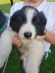 Border collie szczeniak