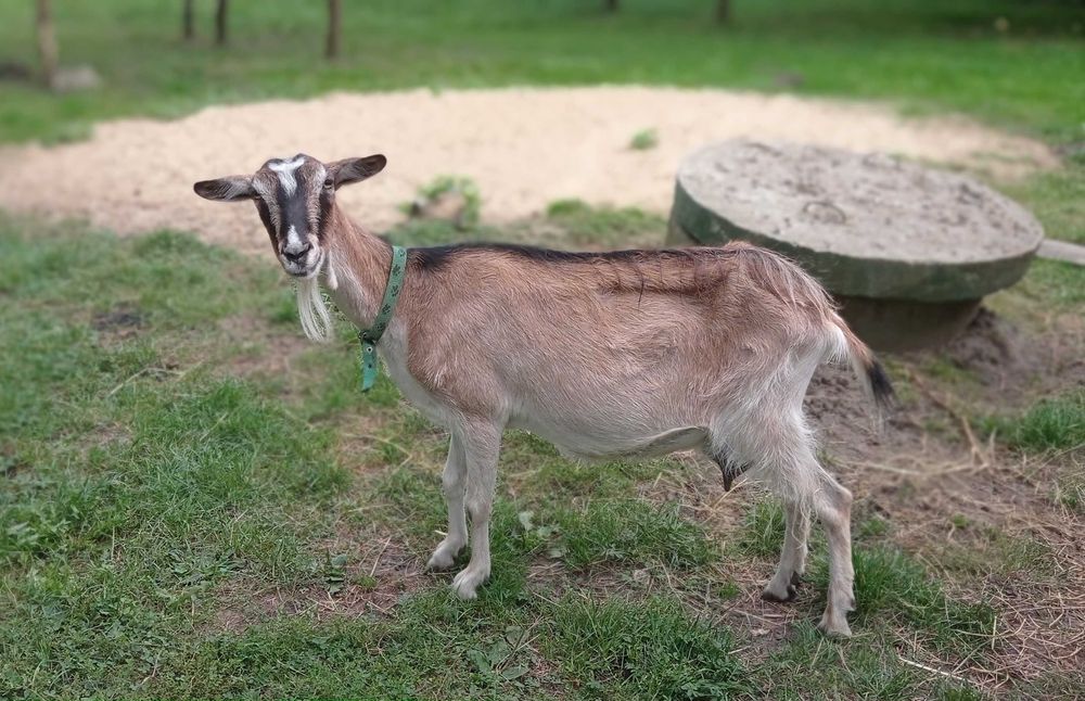 Dorosła koza mleczna