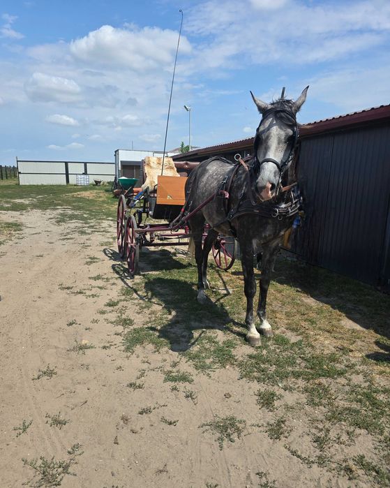 Ambitny wałach 6 lat