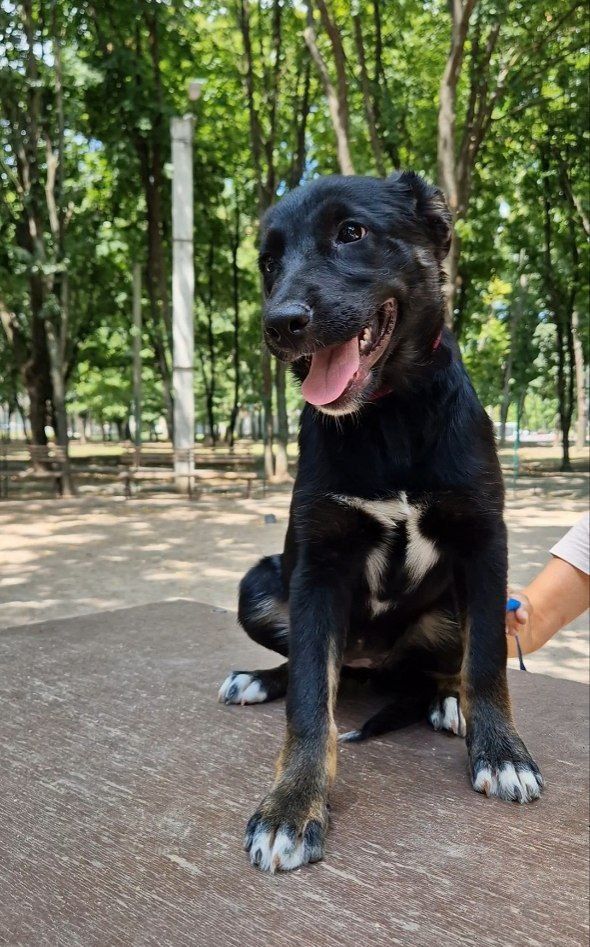 Цуценя в гарні руки