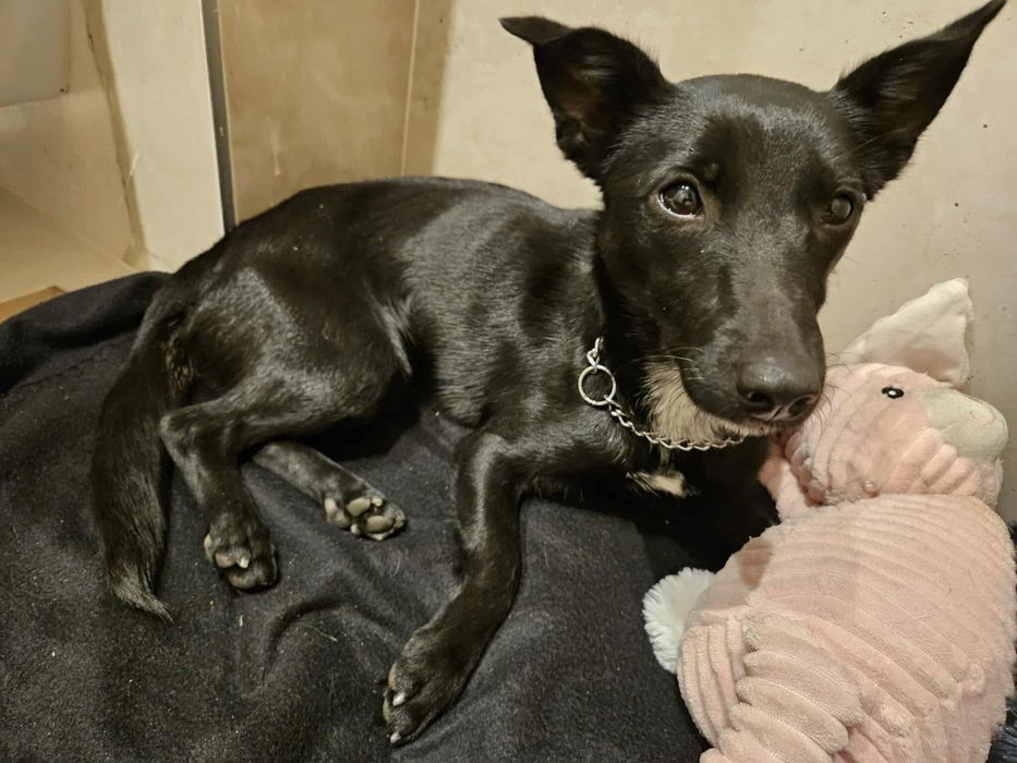 Oddam przemiła suczke