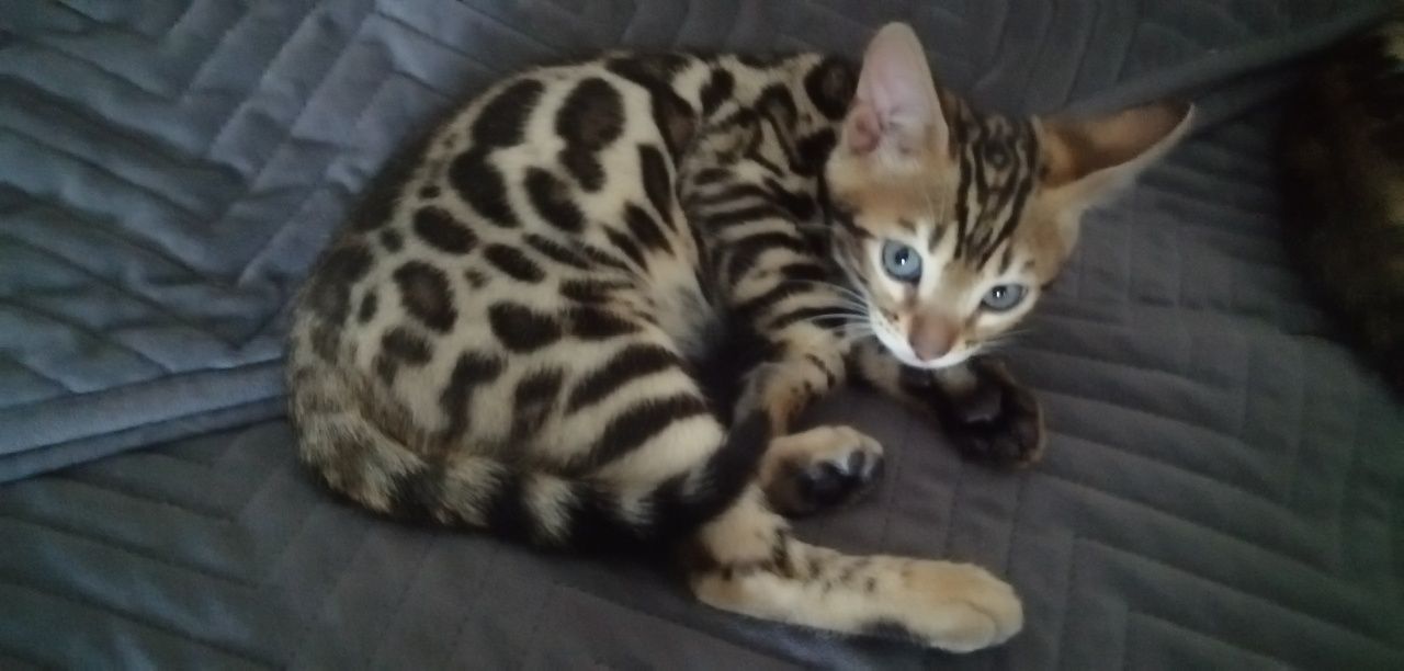 Продам бенгальських кошенят, 2 місяці, дівчинка, хлопчик