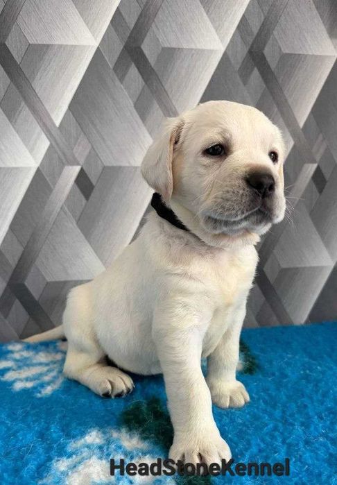 Питомник КСУ Лабрадор ретривер