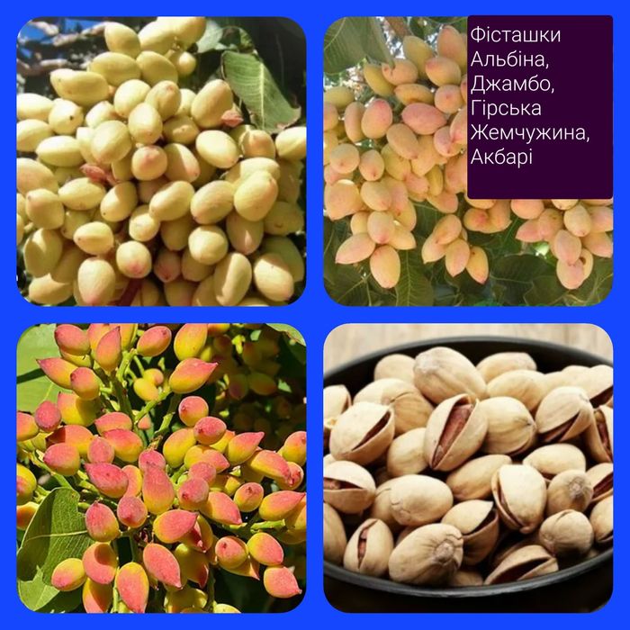 Фісташка Джамбо,Альбіна, Гірська Жемчужина