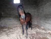 Vendo cavalo Lusitano