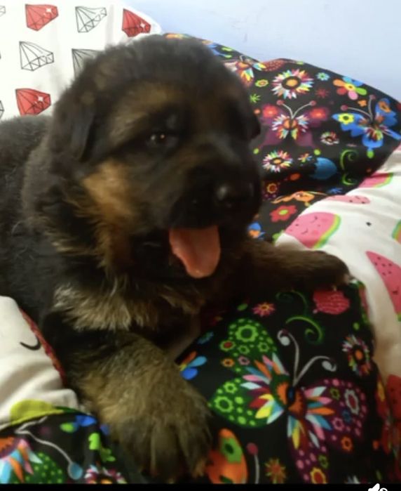 Piesek owczarka niemieckiego krótkowłosego