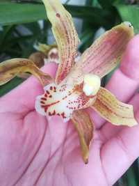 Mudas de Orquídeas SEM FLOR, LER DESCRIÇÃO