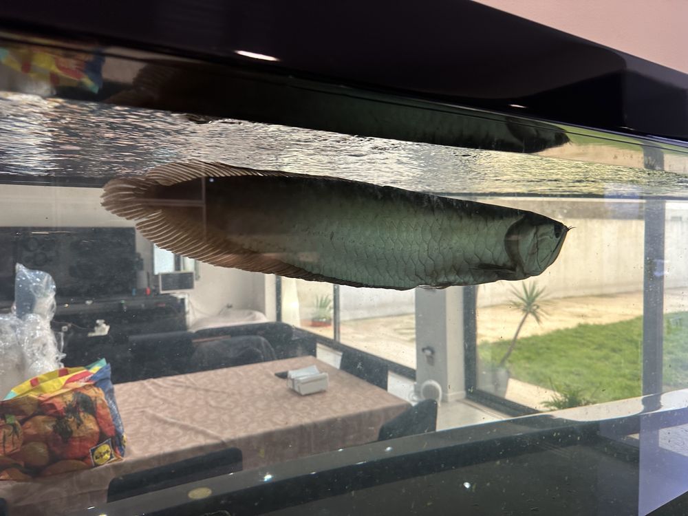 Arowana com mais de 50cm