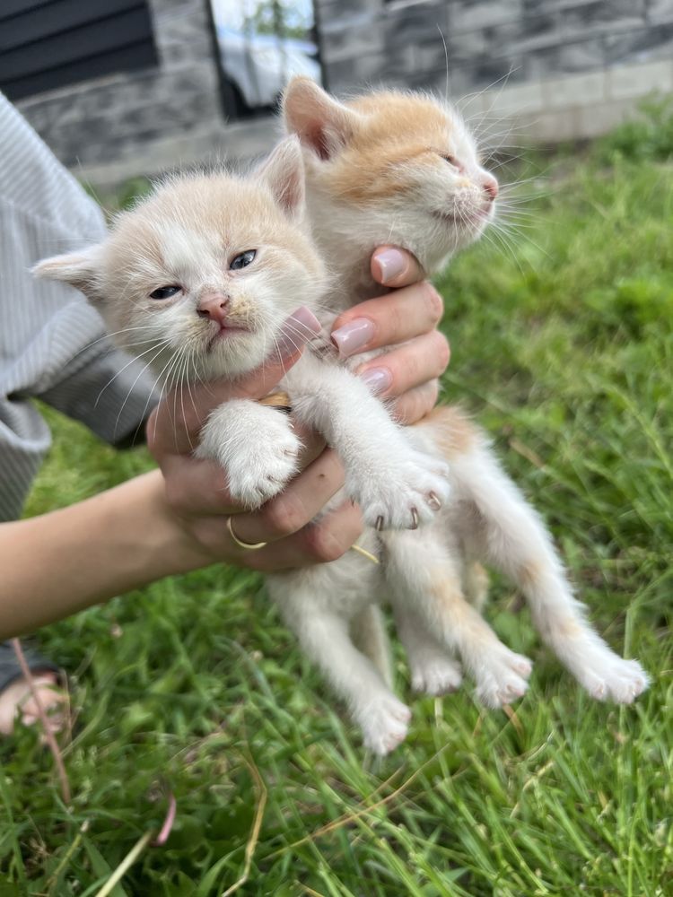 Віддам кошенят (дівчата)