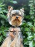 York yorkshire terrier FCI ZKwP