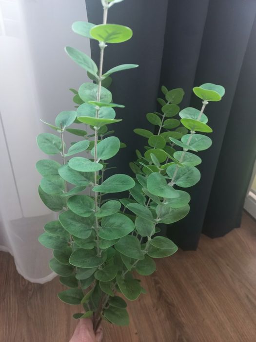 Gałązki liście eukaliptusa