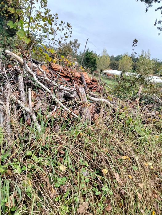 Três chopos cortadados pronto a rachar
