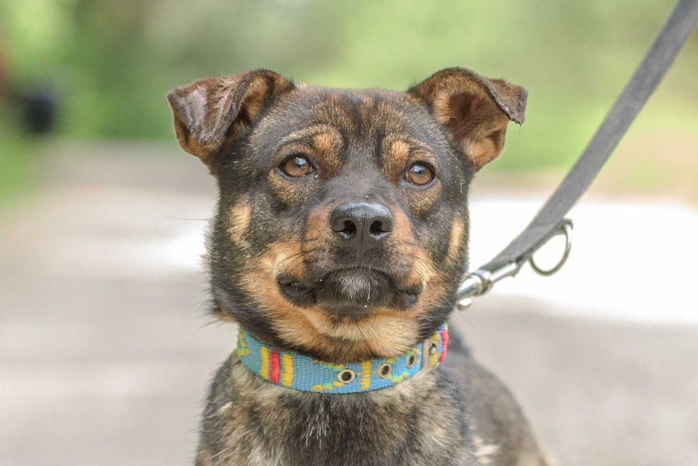 Nankin - nieduży młodziak szuka swojej rodziny