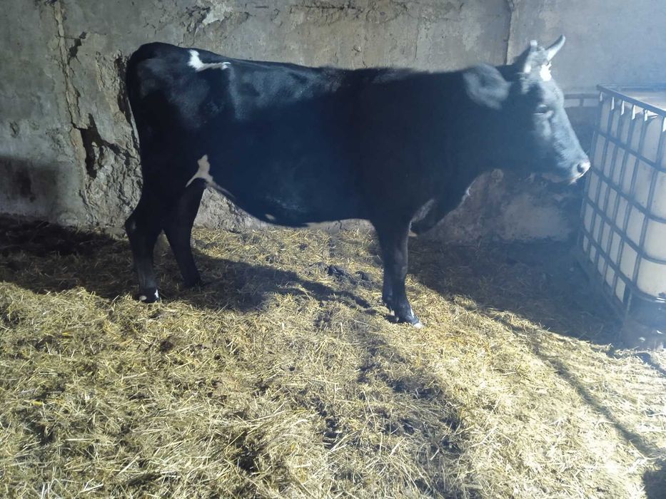 Продам Нетель голштина 5 мес берем