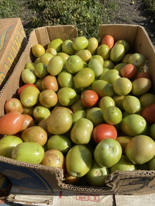 Продам Помідор сливка 10грн опт
