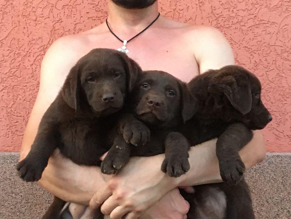 Лабрадор ретрівер BEST