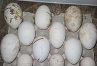 Jaja lęgowe gęsie
