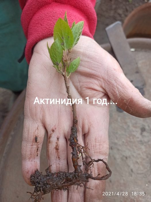 Актинидия самоопыляющаяся двуполая, инжир, крыжовник, игра,малина и др