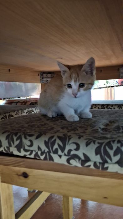 Dá-se gatinhos bebés