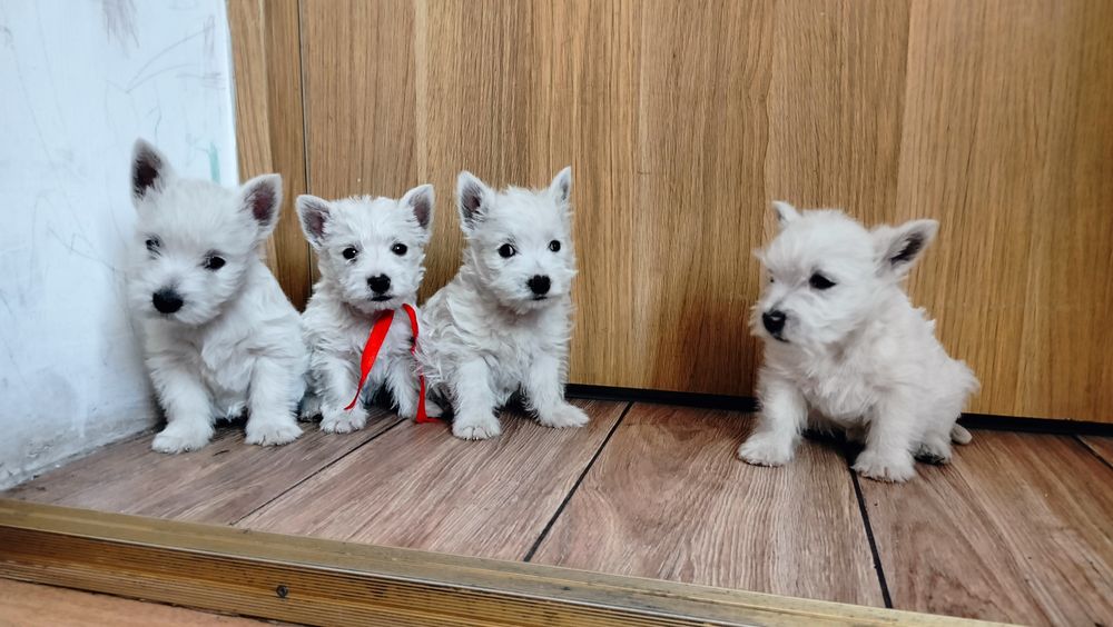Śliczne szczenię -West Highlights White Terrier
