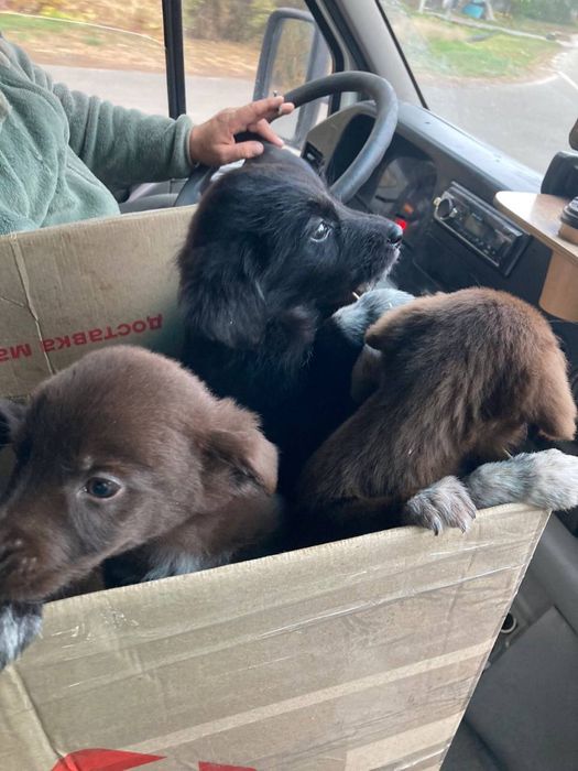 Цуценя 2-3 місяці Безкоштовно