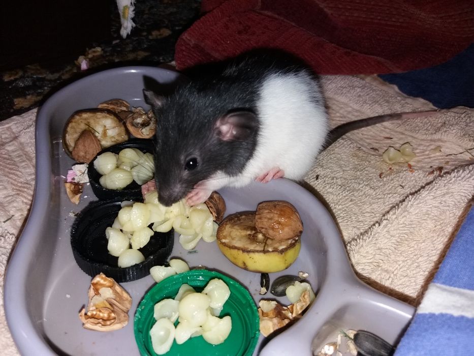 Крыски домашние, умные , 1 месяц от рождения.