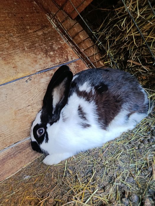 Продам кролів породами полтавське срібло та строкачі.