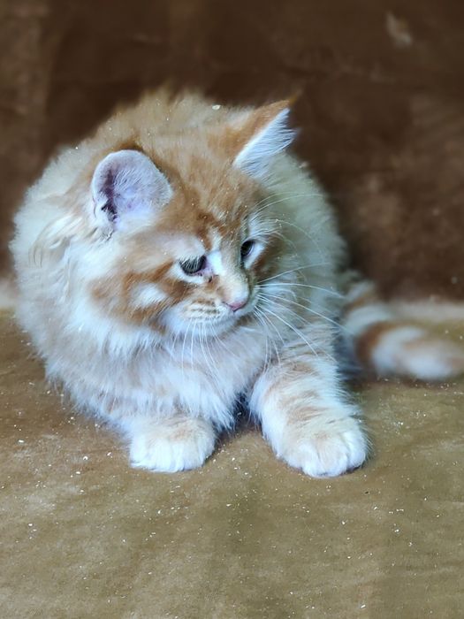 Ласковые мейнкунчики