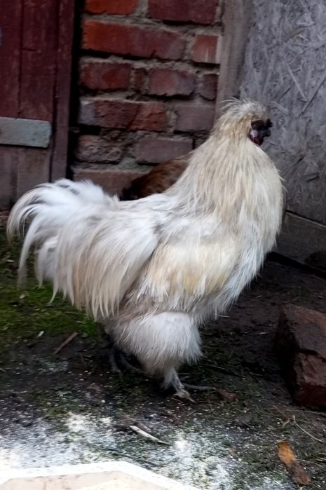 Півні породисті шовкові