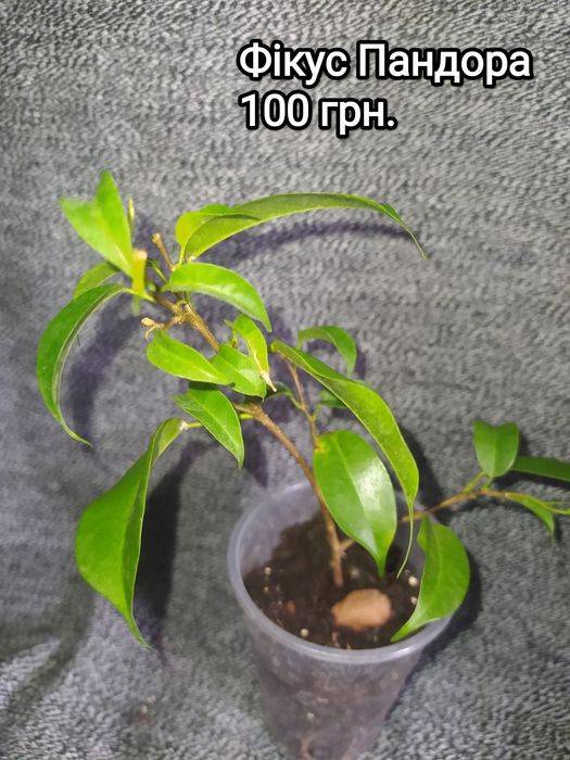 Фікус Анастасія, Пандора, Амстел Грін Голд, Твайлайт