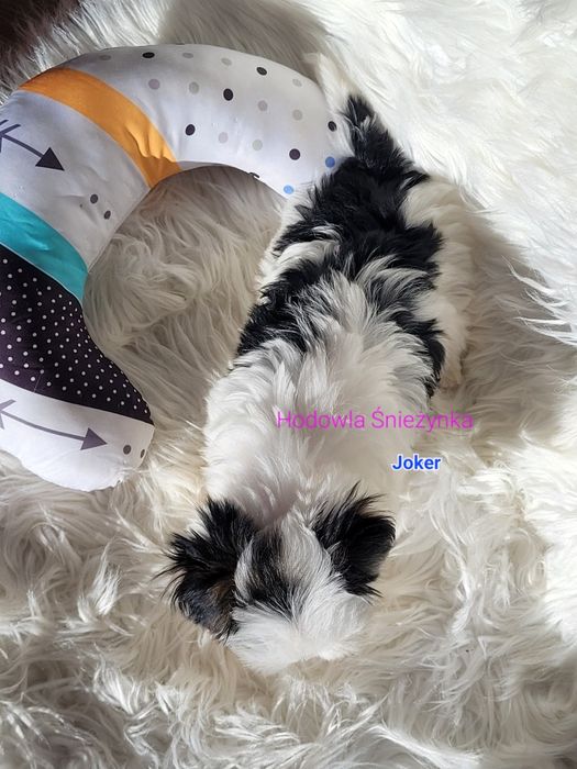 Piesek Morkie York Yorkshire terrier biewer