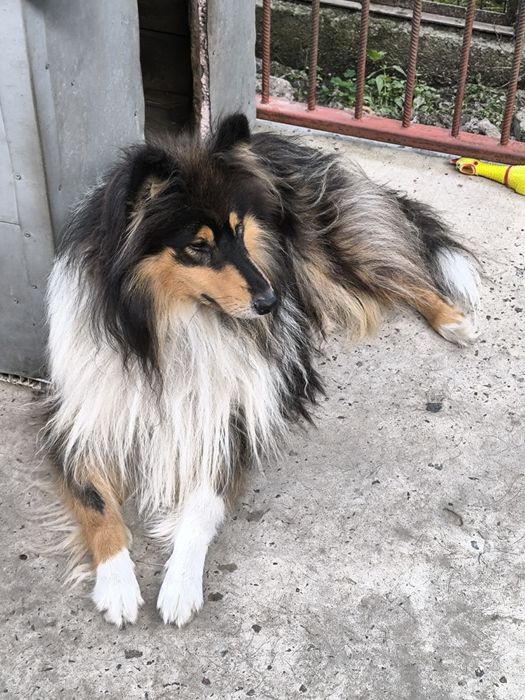 Вязка коллі хлопчик 2 роки.