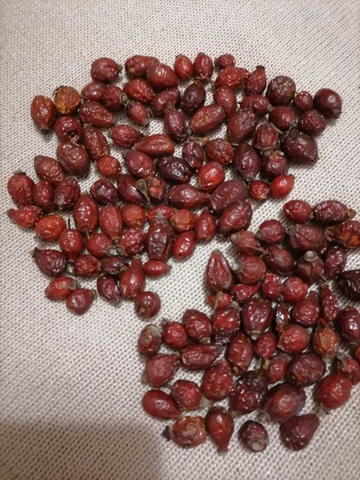 шиповник   лесной . шипшина