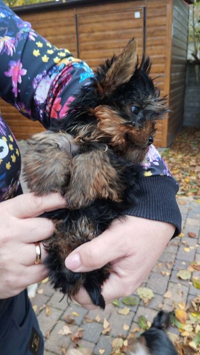Yorkshire terrier suczka malutka