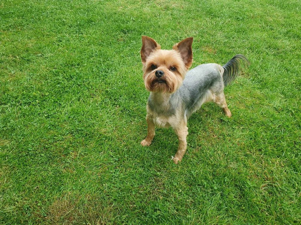 Reproduktor Yorkshire terrier